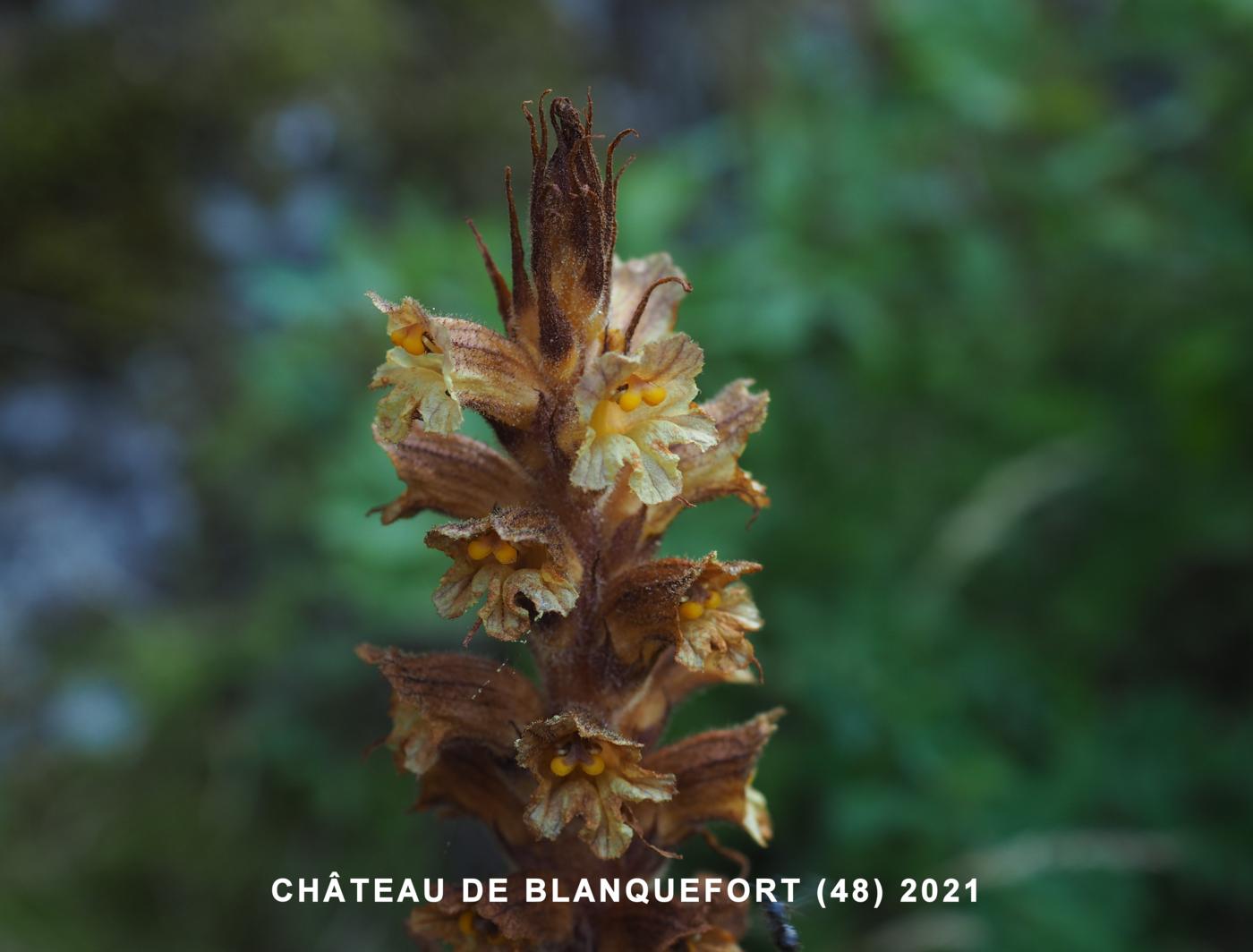 Broomrape, Greater flower